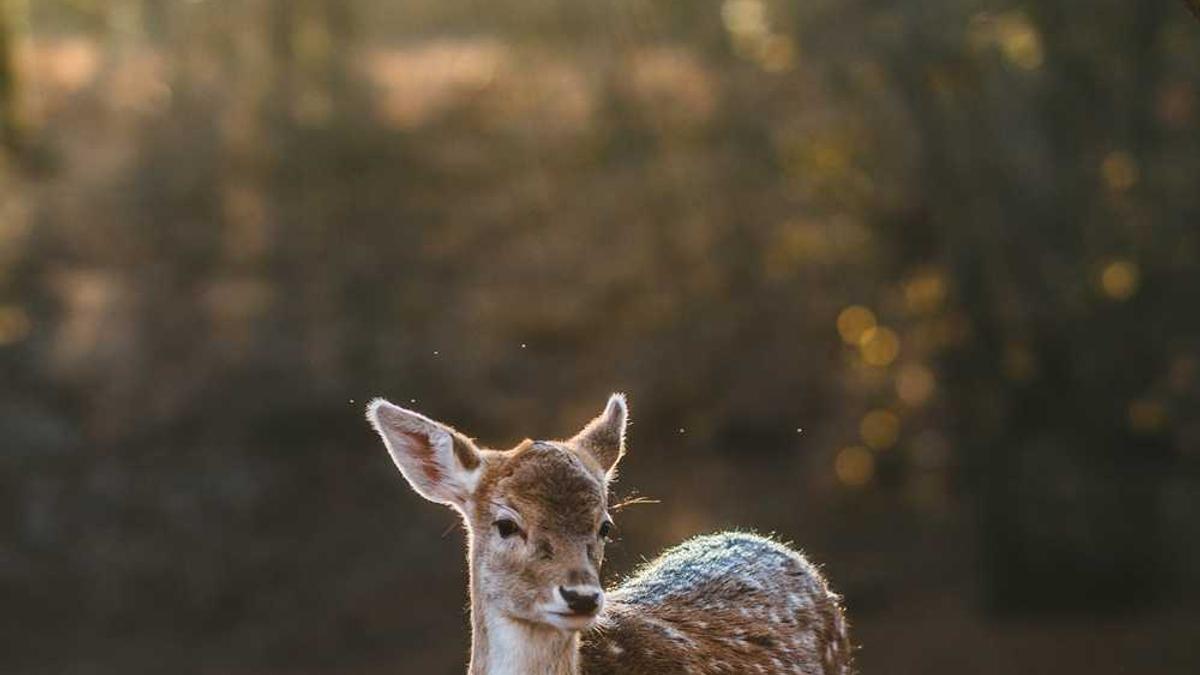 说明：一张中年人的现代照片，背景是一座繁华的城市街头，人物穿着时髦，面带微笑，气质沉稳。